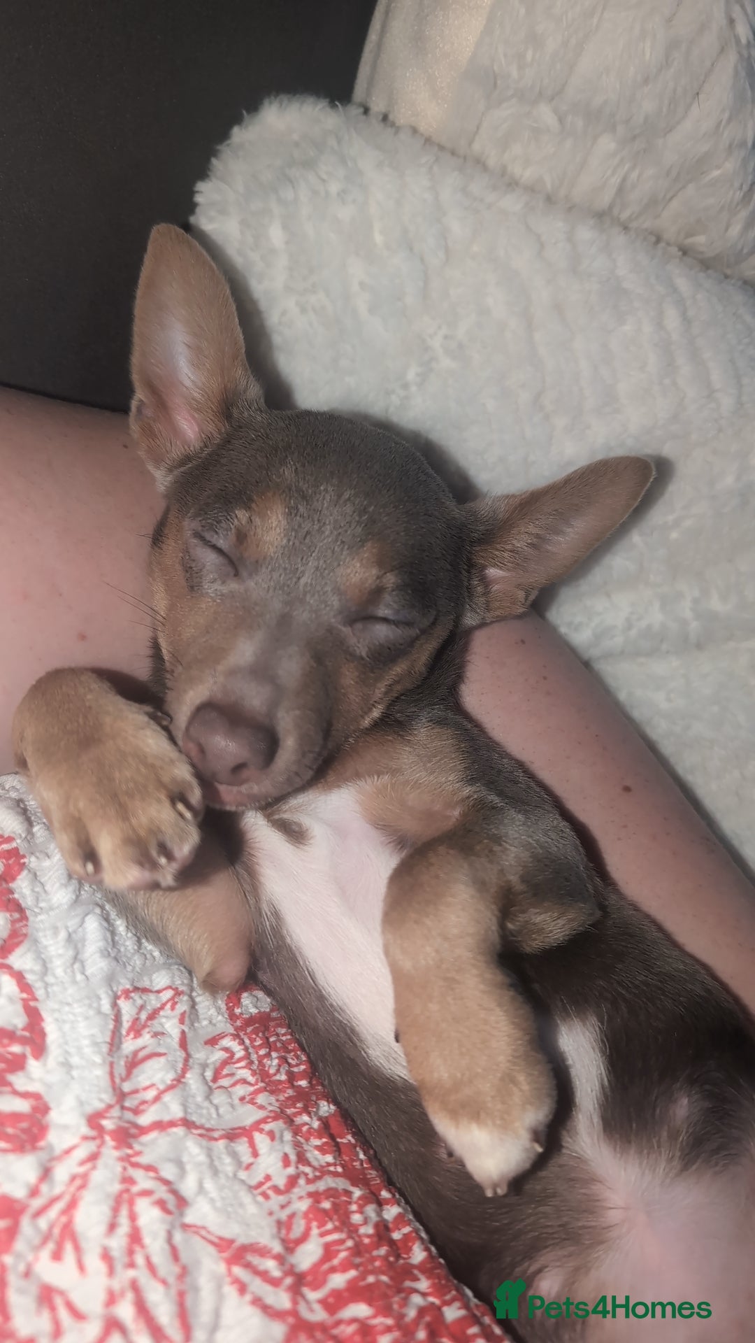 Jack Russell dogs for sale: Lilac and Tan Jack Russell - Image 3