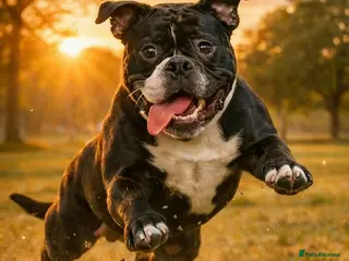 Olde English Bulldogge dogs Female 12 month olde english bulldog - Advert 18