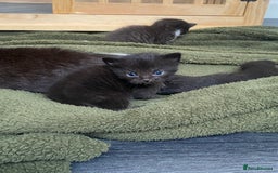 Mixed Breed cats for sale: 2 Black Kitten available 1 black and white  - Image 4