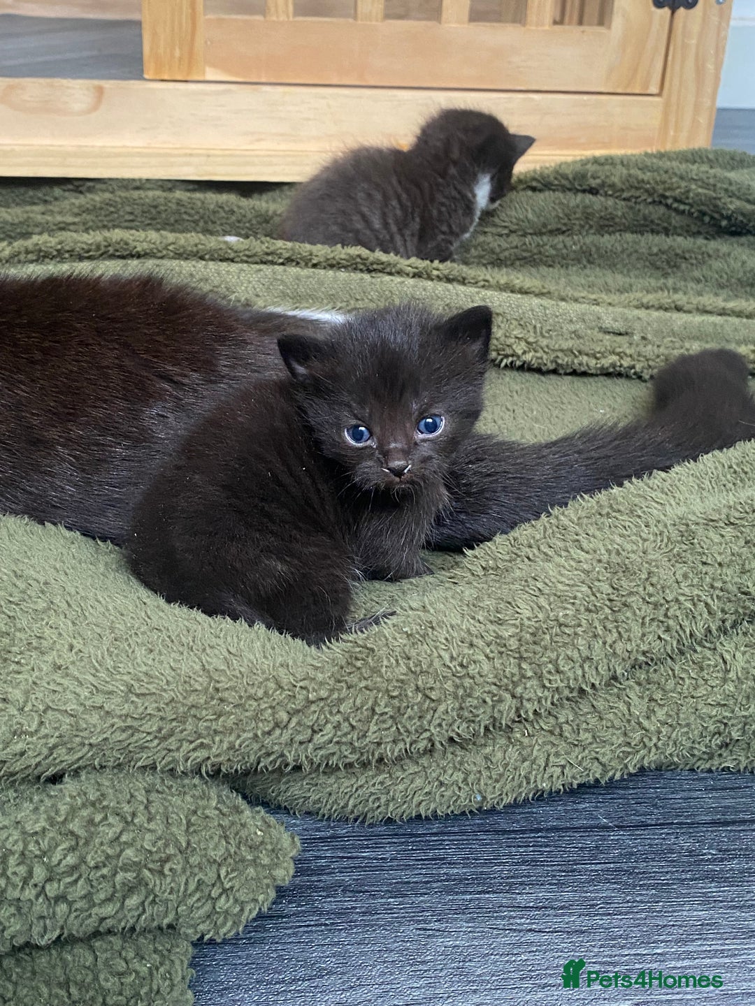 Mixed Breed cats for sale: 2 Black Kitten available 1 black and white  - Image 4