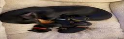 Miniature Dachshund dogs for sale: Our mini dachshund litter has arrived in Cheltenham - Advert 9