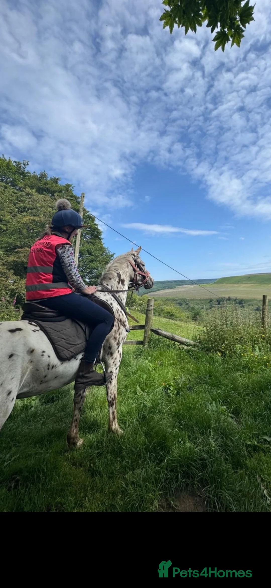 Appaloosa horses for sale: Stunning Appaloosa for sale  in Pickering - Advert 6