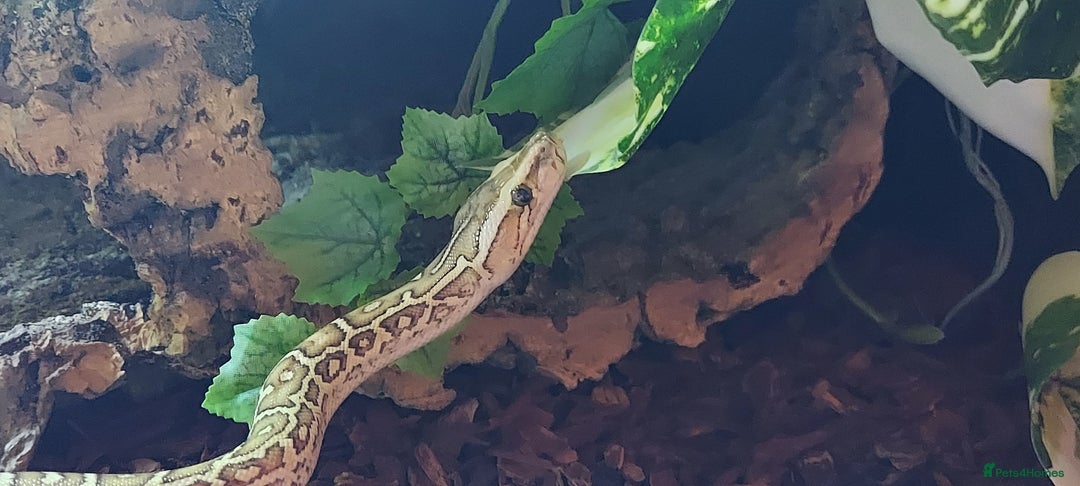 Python Snake reptiles for sale: CB25 Female Dwarf Hypo Python & Setup - Advert 10