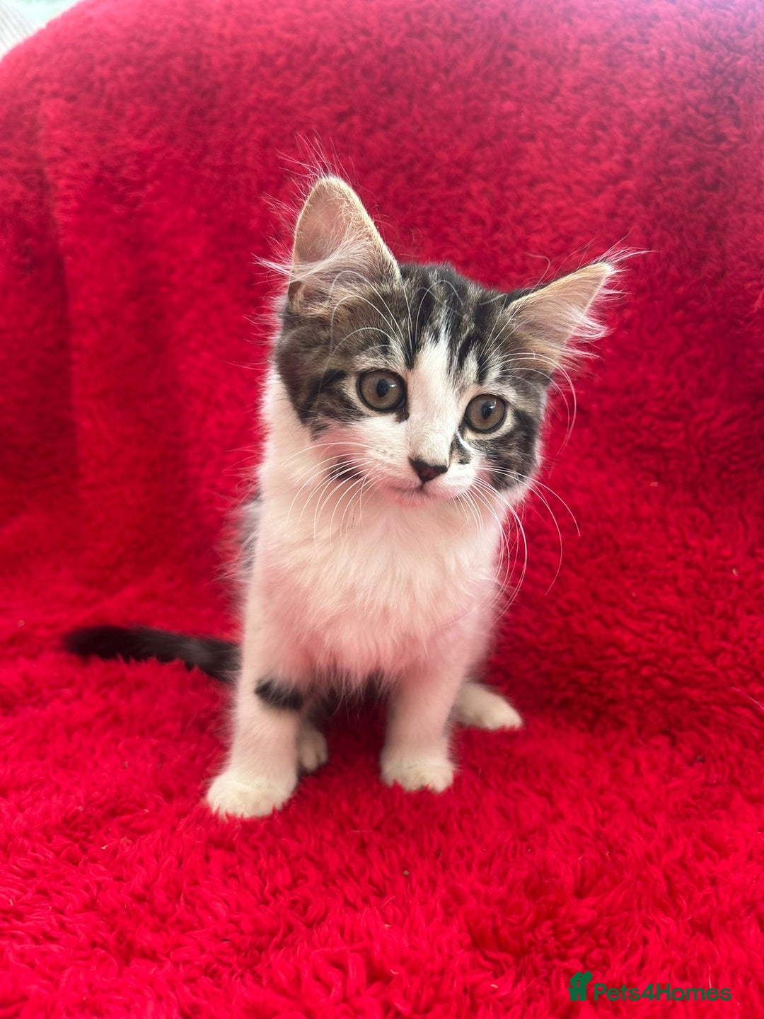Mixed Breed cats for sale: Gorgeous kittens - Image 3