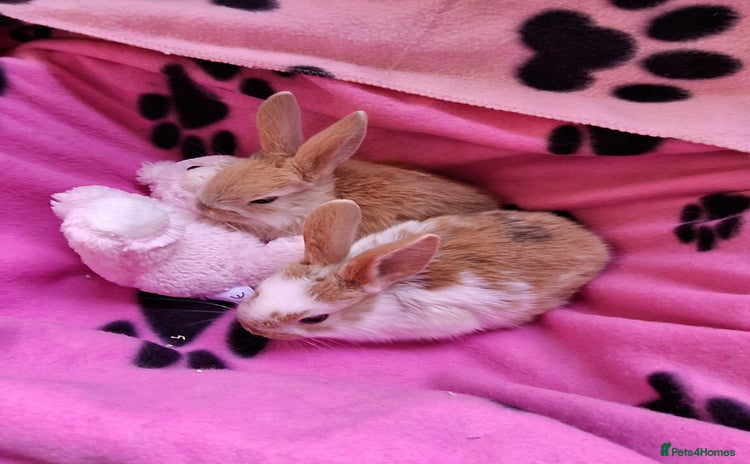 Mixed Breed rabbits - Advert 1
