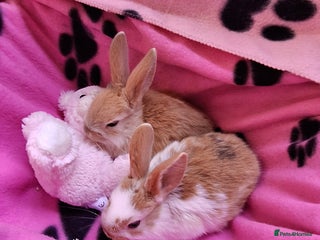 Mixed Breed rabbits - Advert 15