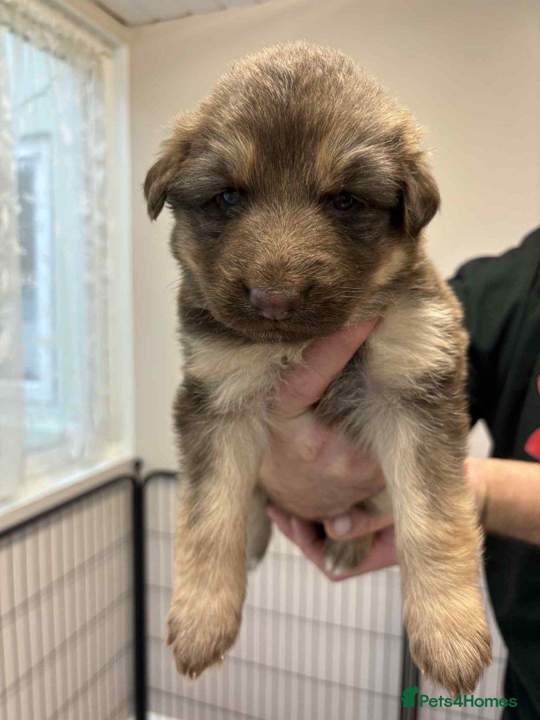 German Shepherd dogs for sale: 8 Beautiful German Shepherd kc reg pups - Image 14