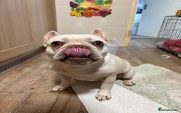 French Bulldog dogs for sale: Purebred French Bulldog – 2 Years Old (Female) - Image 2