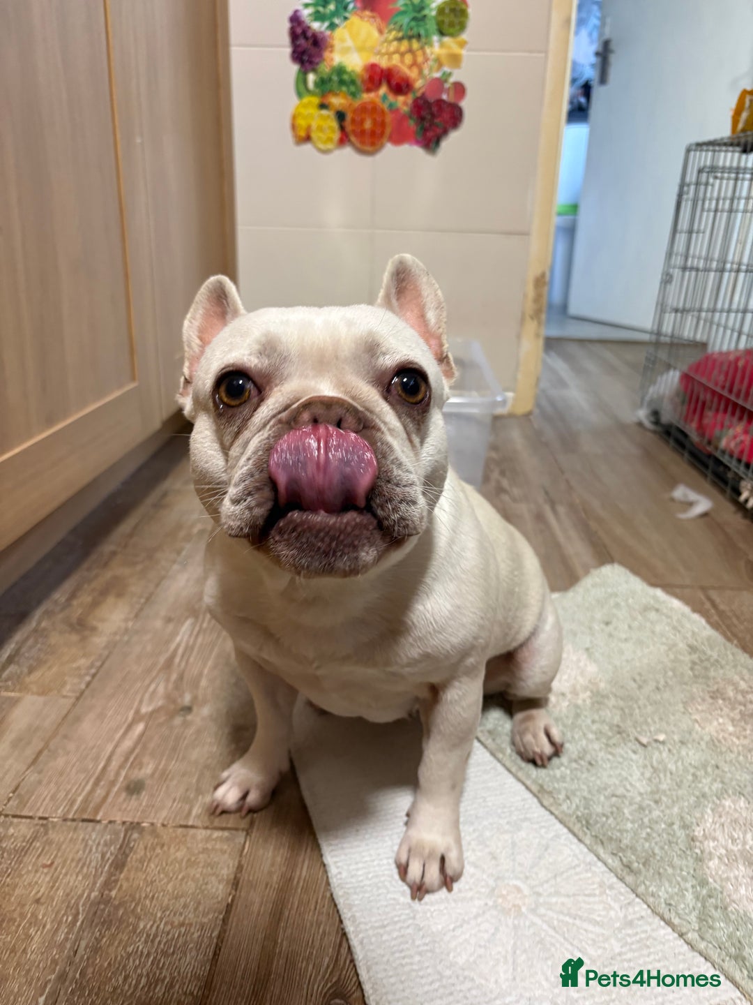 French Bulldog dogs for sale: Purebred French Bulldog – 2 Years Old (Female) - Image 2