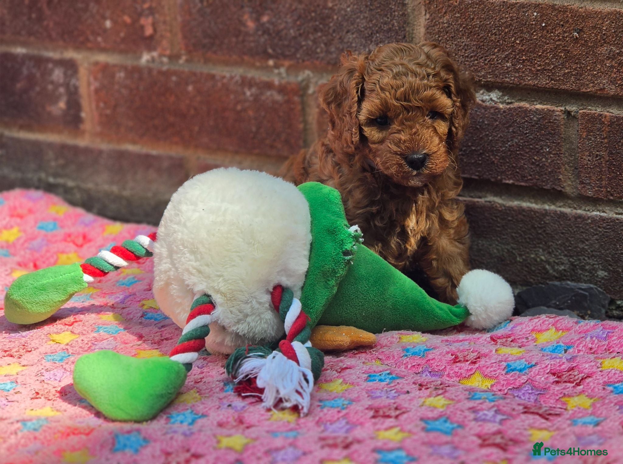 Cavapoo dogs ❤️Beautiful cavapoo- Ready 16th July ❤️ - Advert 1