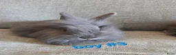 Lionhead rabbits for sale: Lion head babies very fluffy & tame ☆READY NOW - Advert 8