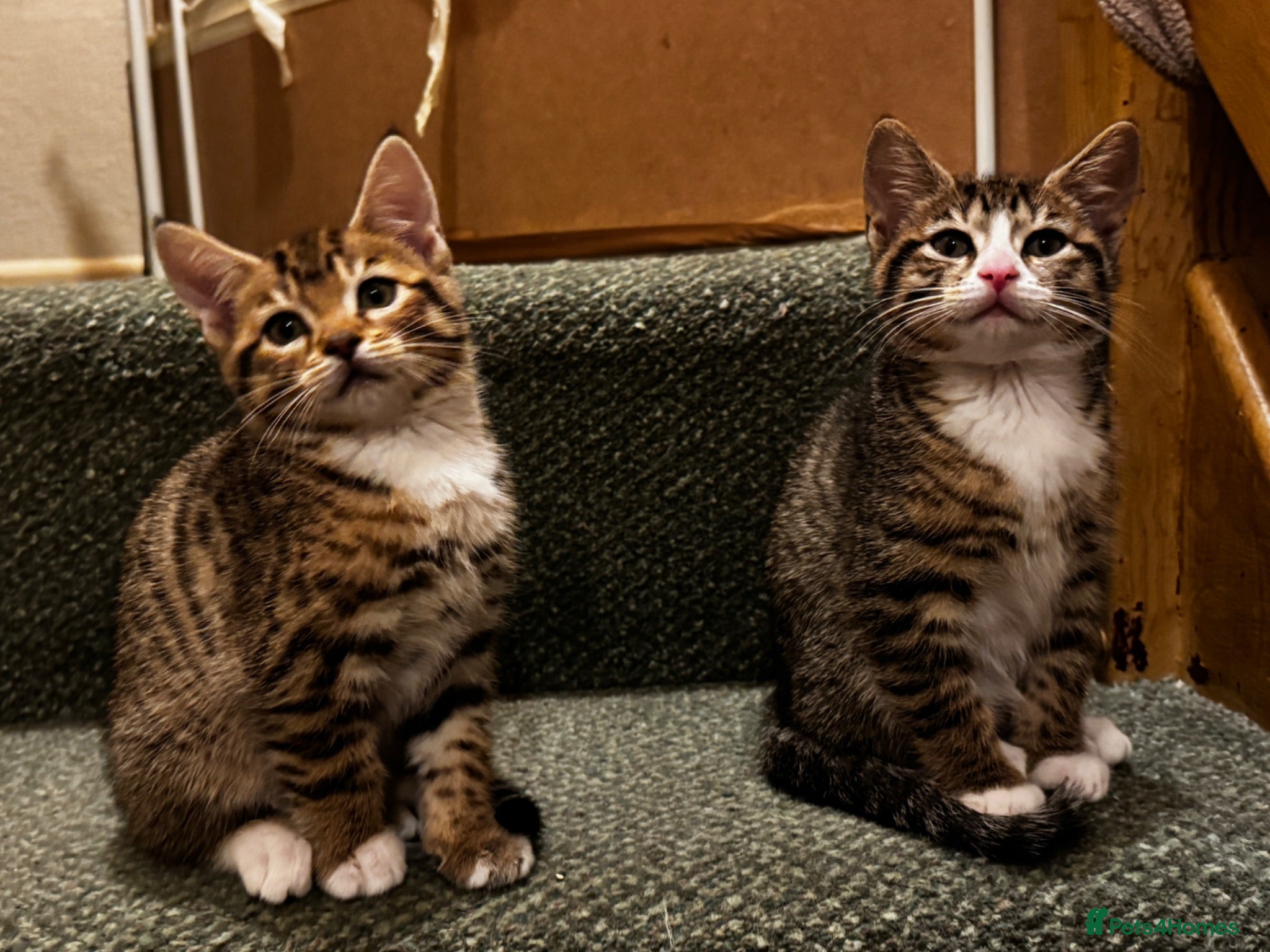 Mixed Breed cats Bengal x Tabby mixbreed. - Advert 3