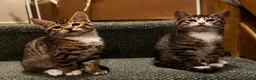 Mixed Breed cats for sale: Bengal x Tabby mixbreed. - Advert 1