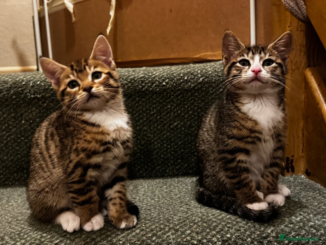 Mixed Breed cats for sale: Bengal x Tabby mixbreed. - Advert 1