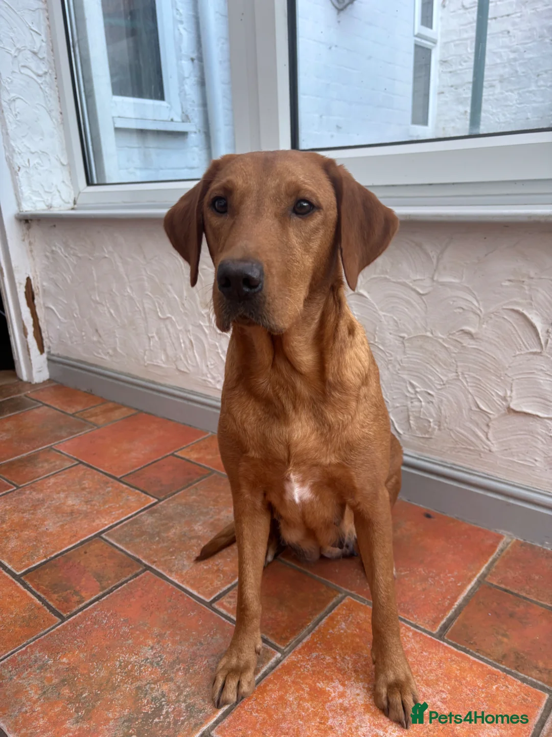 Labrador Retriever dogs for sale: Labrador puppies  - Advert 1