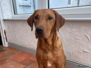 Labrador Retriever dogs Labrador puppies - Advert 6