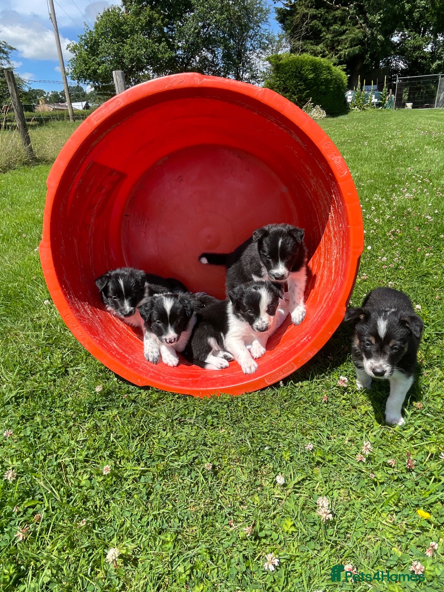 Border Collie dogs 5 Beautiful Border Collie Puppies  - Advert 2