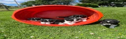 Border Collie dogs for sale: 5 Beautiful Border Collie Puppies  - Advert 2