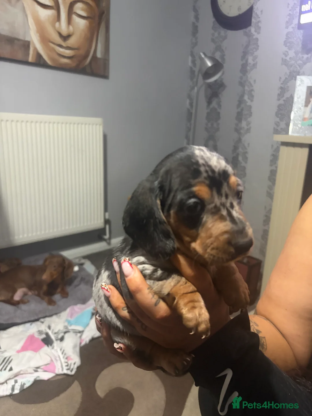 Dachshund dogs for sale: 2 boy Miniture dashund puppies for sale  - Advert 6