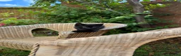 Mixed Breed cats for sale: Ragdoll cross kittens friends - Advert 8