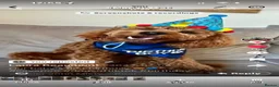 Cavapoo dogs for sale: Reduced F1b Toy Cavapoo girl health tested parents - Advert 12
