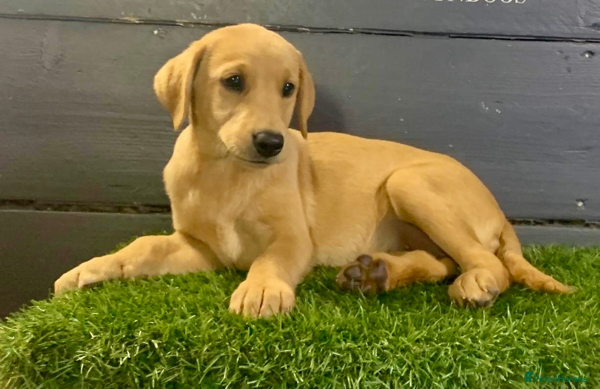 Labrador Retriever dogs KC Registered Fox Red Labradors  - Advert 2