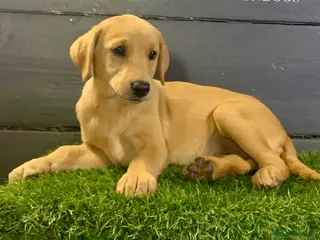 Labrador Retriever dogs KC Registered Fox Red Labradors - Advert 2