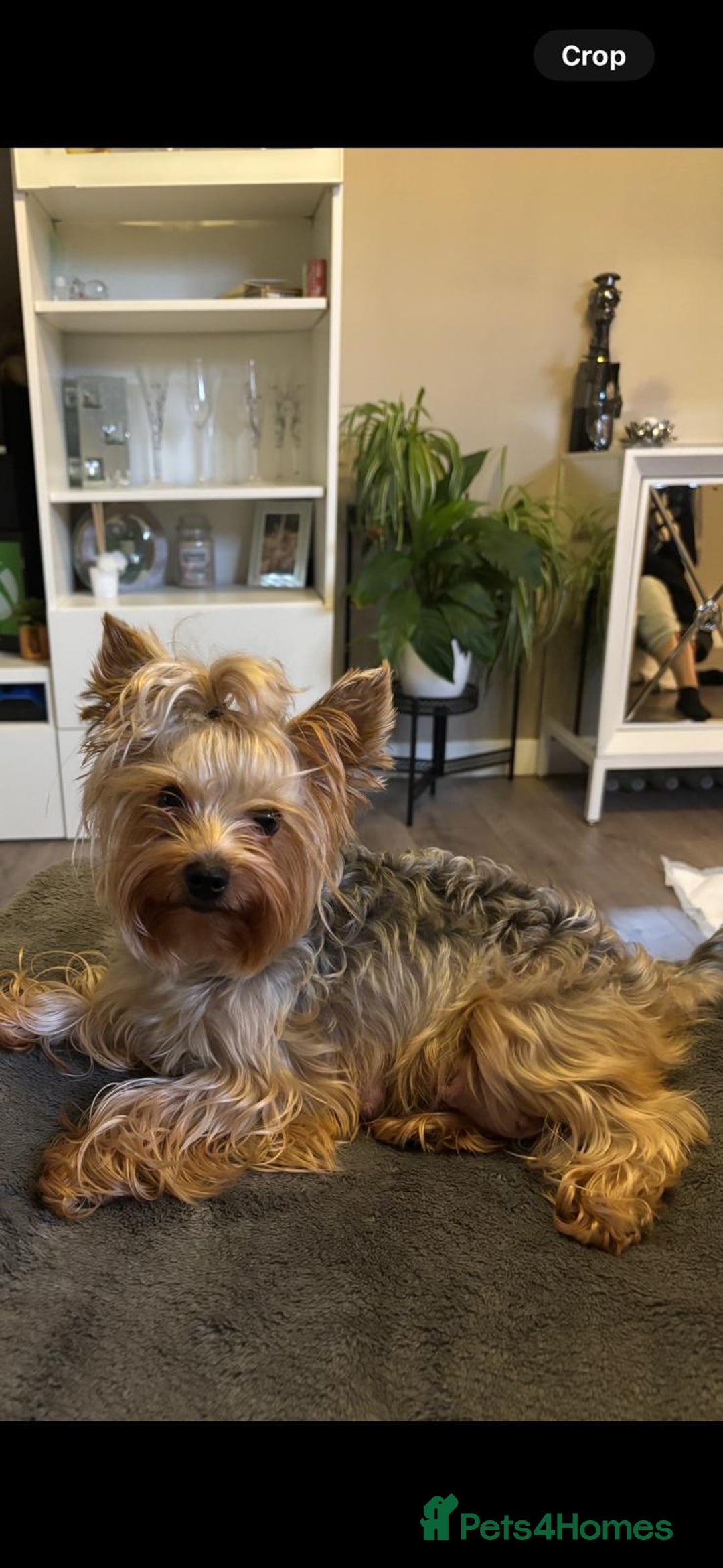 Yorkshire Terrier dogs for sale: Yorkshire Terrier Puppies for sale - Advert 3