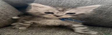 Maine Coon Kitten 1