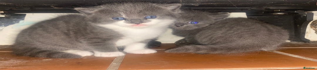 Grey/White Female 