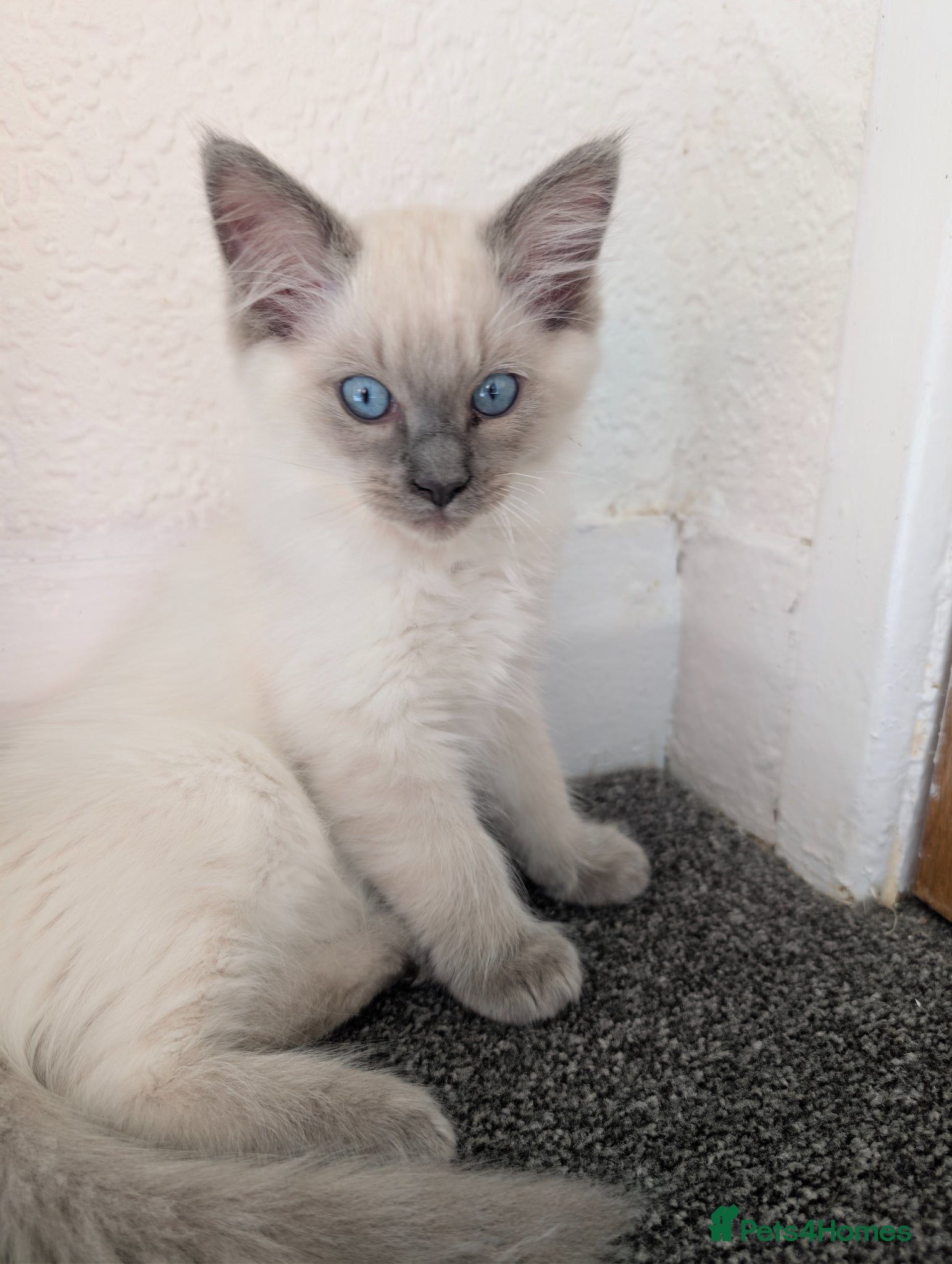 Ragdoll cats Stunning ragdoll kittens for sale.  - Advert 18