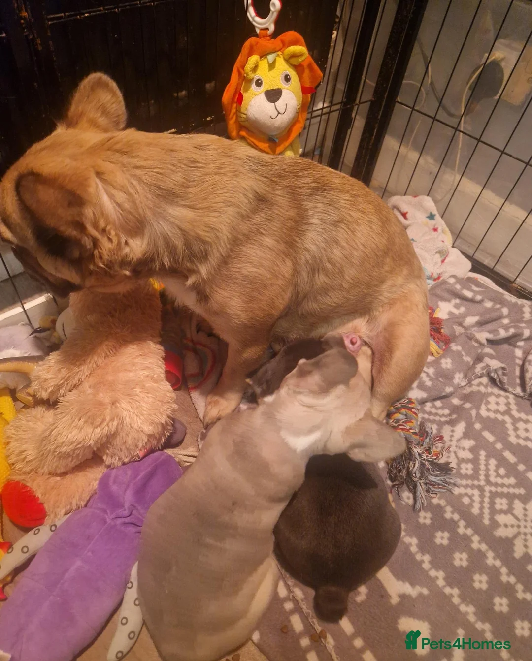 French Bulldog dogs for sale: 2 stunning fluffy carrier frenchbulldog puppys - Advert 9