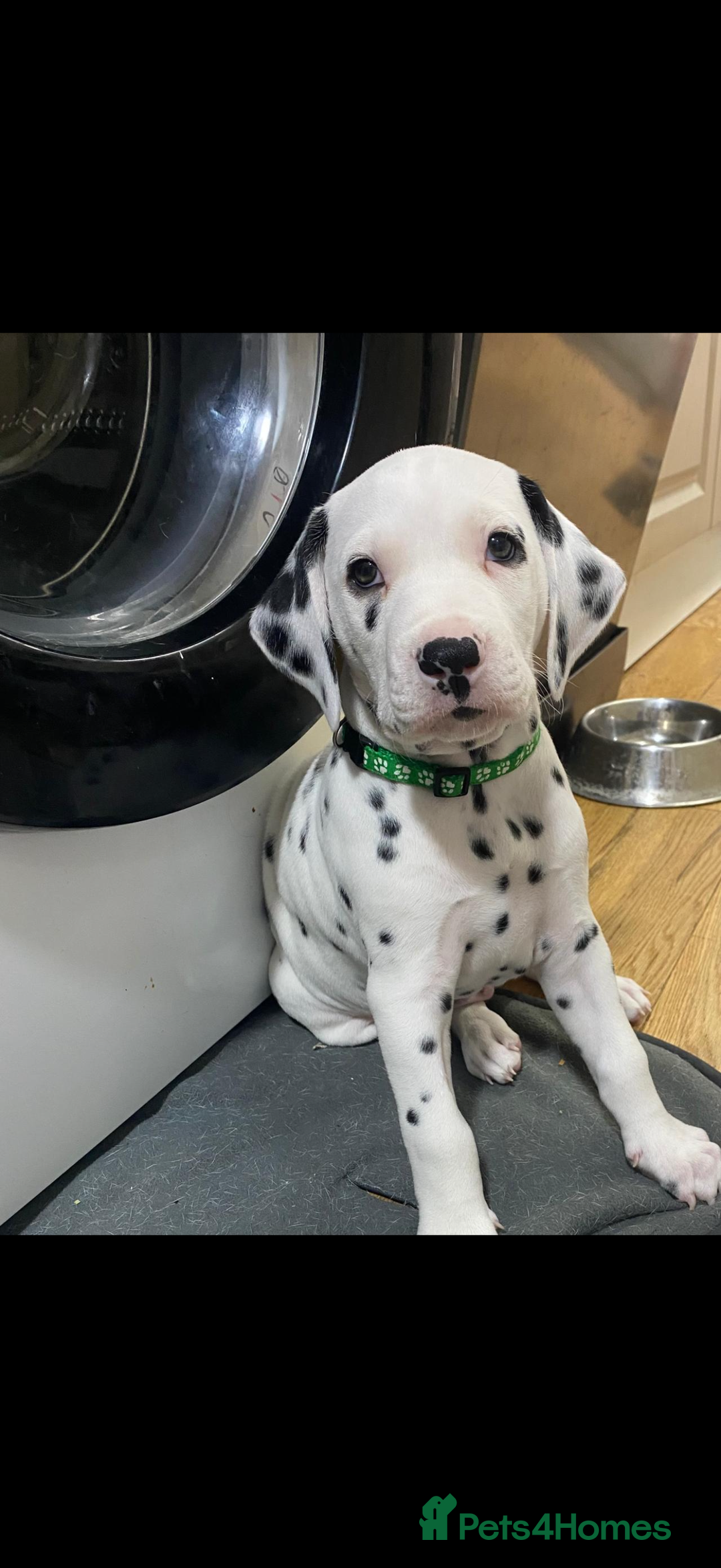Dalmatian dogs for sale: Dalmațian puppies dogs for sale  - Advert 35
