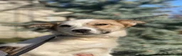Mixed Breed dogs for adoption: ❤️🐶 ZHANNA – SMART & CHEEKY, SHE’LL OUTSMART YOU in Burton-on-Trent - Advert 10
