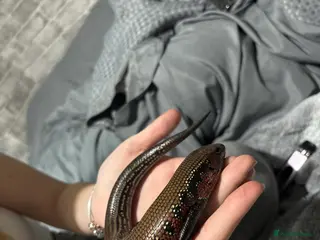 Bearded Dragon reptiles Fire skink - Advert 2