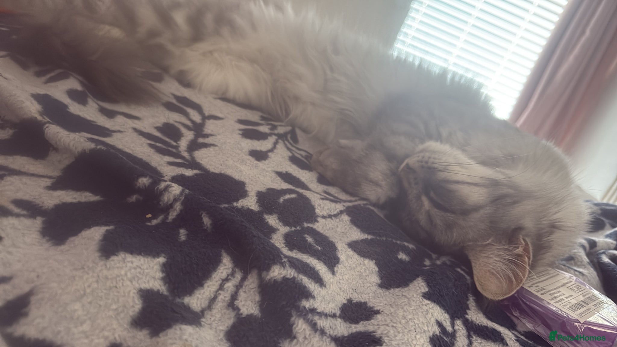 Maine Coon cats Amazing Main Coons  - Advert 1