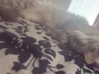 Maine Coon cats Amazing Main Coons - Advert 1