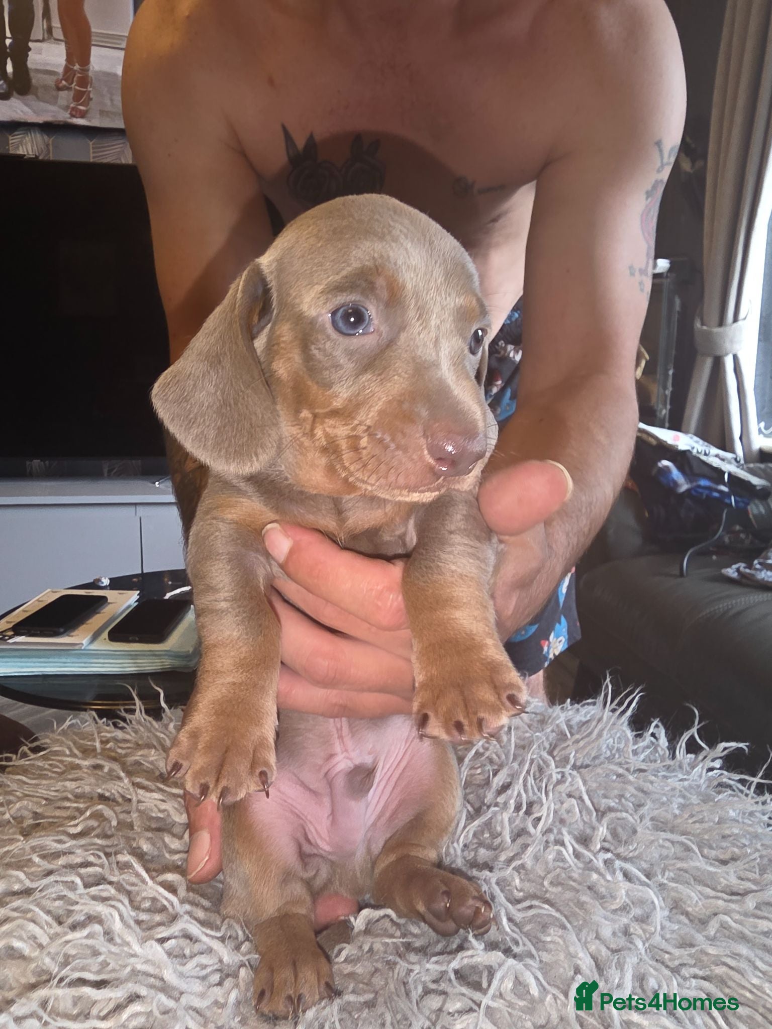 Dachshund dogs 1 stunning cherky silver daschunds boy left  - Advert 6