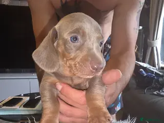 Dachshund dogs 1 stunning cherky silver daschunds boy left - Advert 6