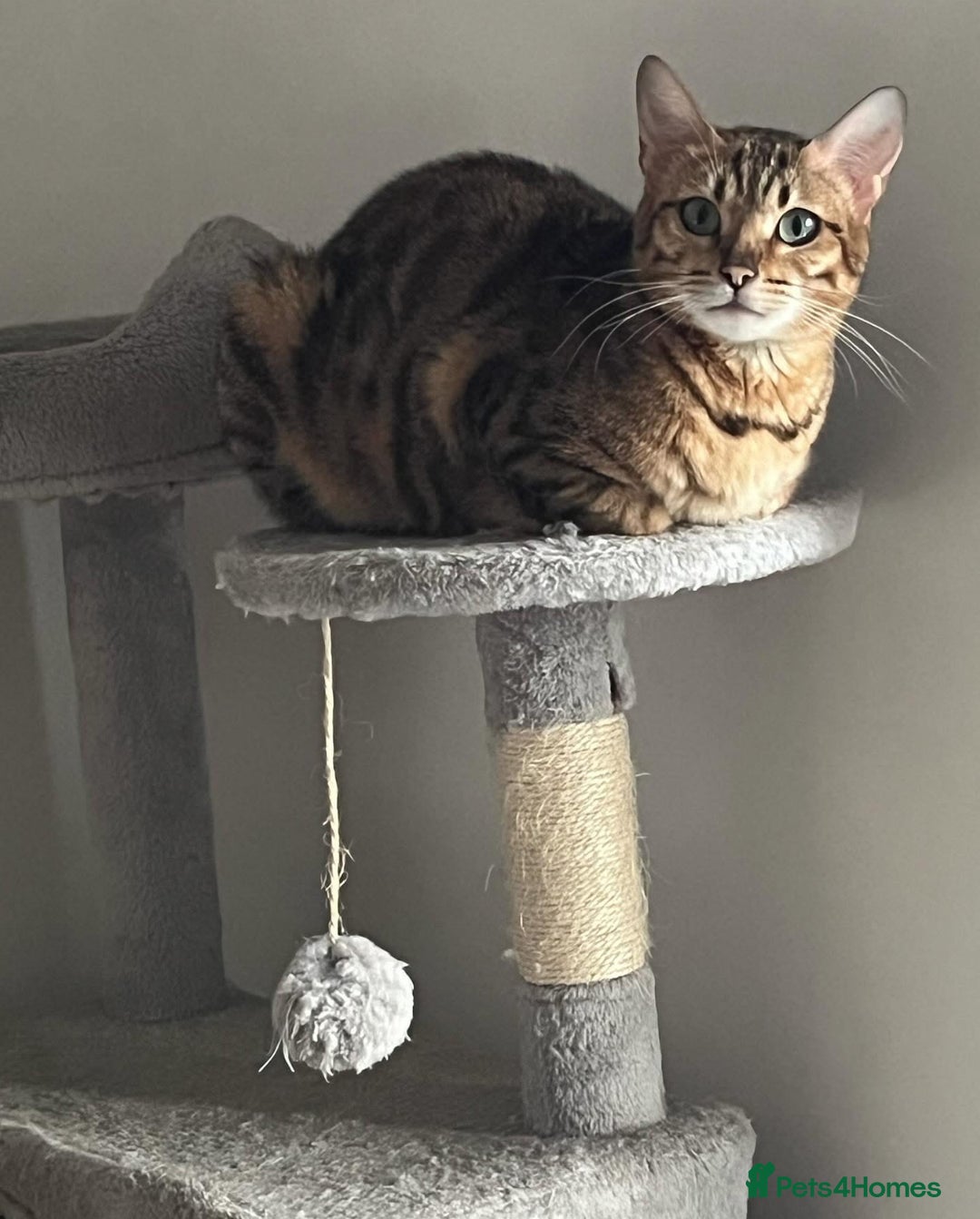 Bengal cats for sale: BIG BOY SNOW LYNX  - Advert 1