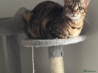 Bengal cats BIG BOY SNOW LYNX - Advert 1