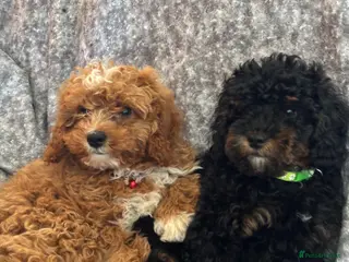 Cavapoo dogs Wonderful F1b Cavapoo health tested puppies - Advert 6
