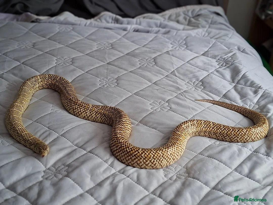 King Snake reptiles for sale: Blotched king snake - Advert 2