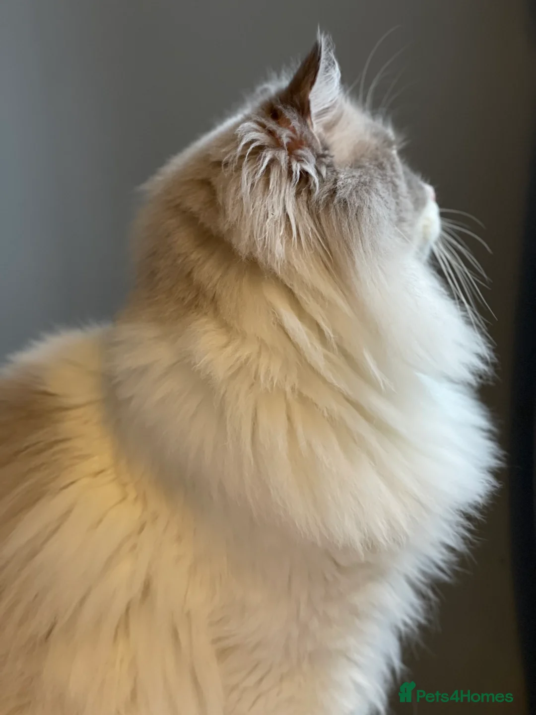 Ragdoll cats for stud: Bi-Colour Handsome Ragdoll Stud GCCF/TICA (Active) - Advert 15