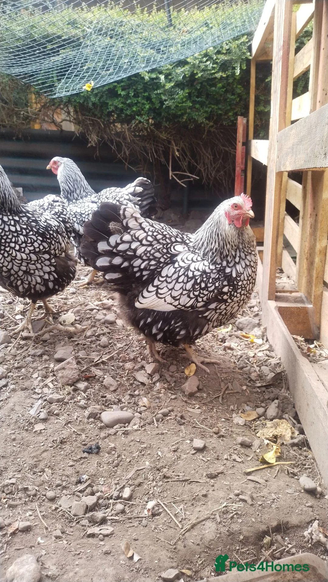 Hens poultry for sale: 3 hens  in Hereford - Advert 3