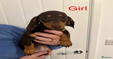Miniature Dachshund dogs - Advert 11