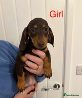 Miniature Dachshund dogs - Advert 3