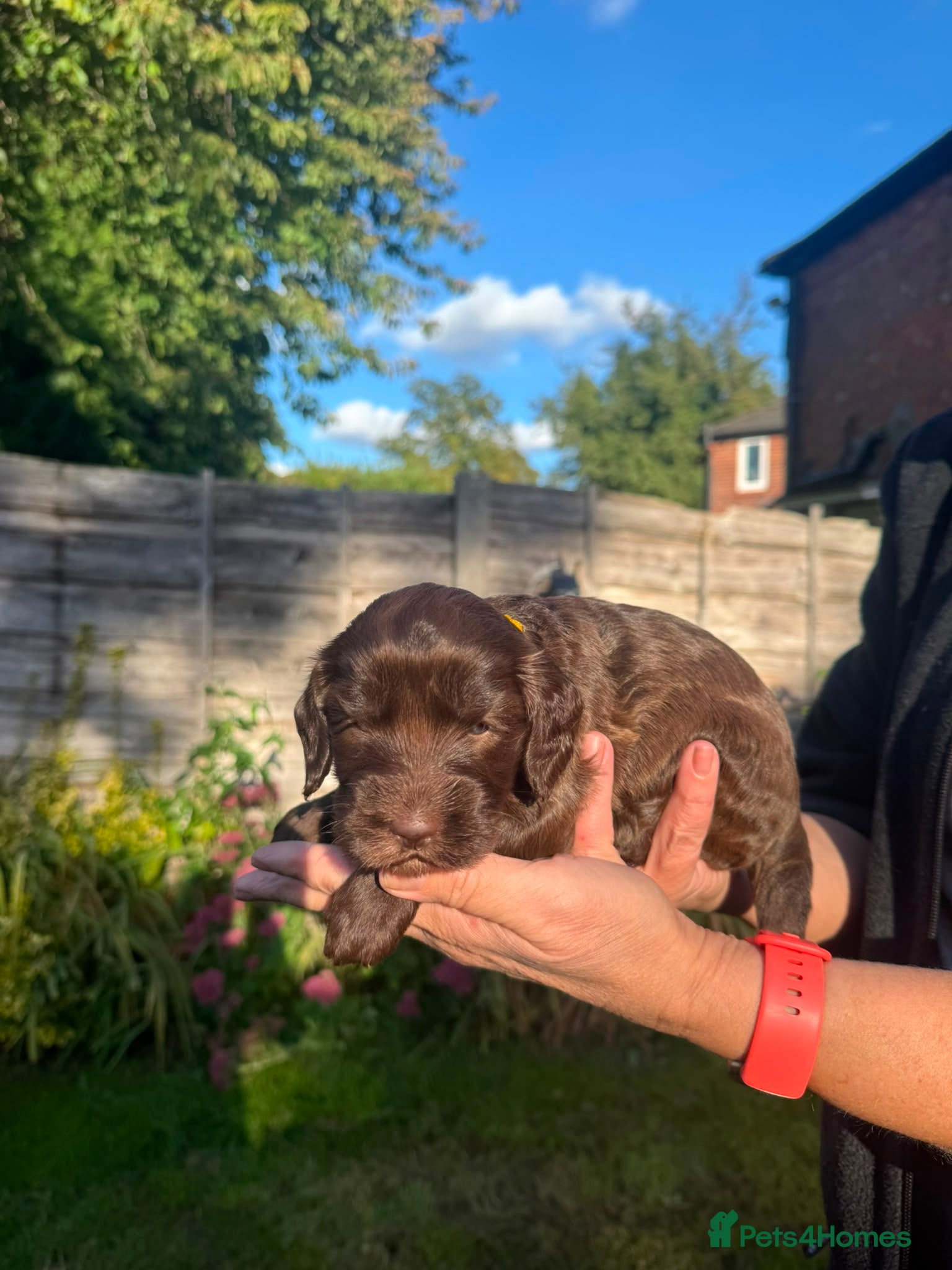 Mixed Breed dogs quality puppies for sale - Advert 2