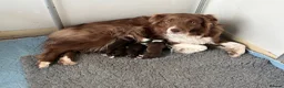 Border Collie dogs for sale: KC Registered 7 Red & White Border Collie Pups  - Advert 14