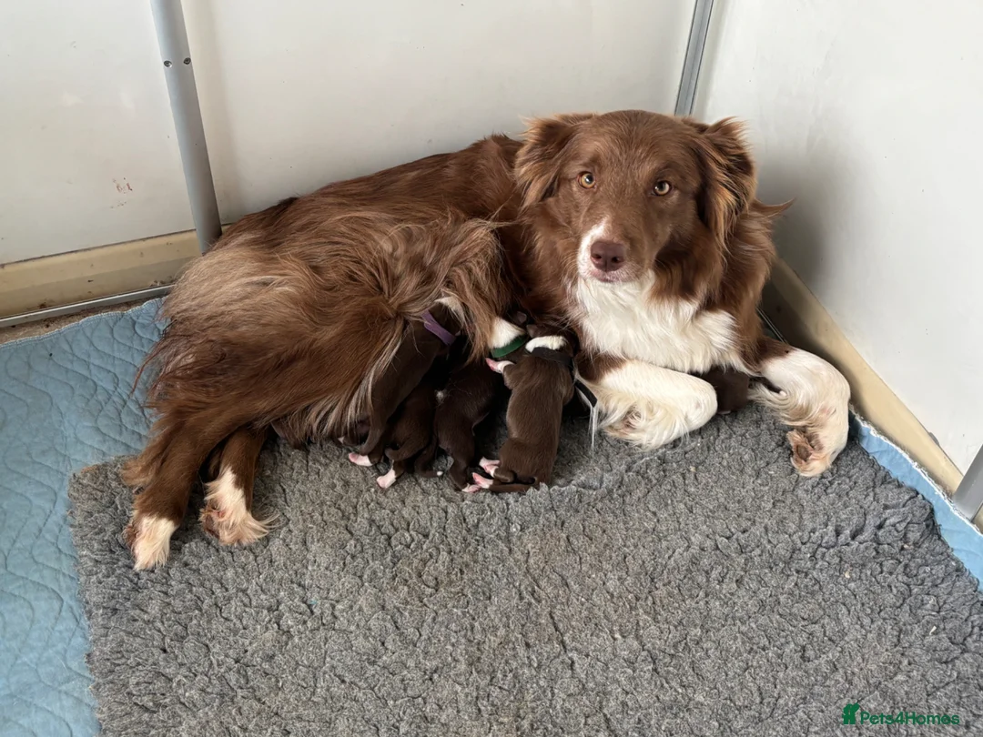Border Collie dogs for sale: KC Registered 7 Red & White Border Collie Pups  - Advert 14